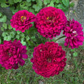 Zinnia-Benary Wine