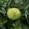 Zinnia- Benary's Giant Lime
