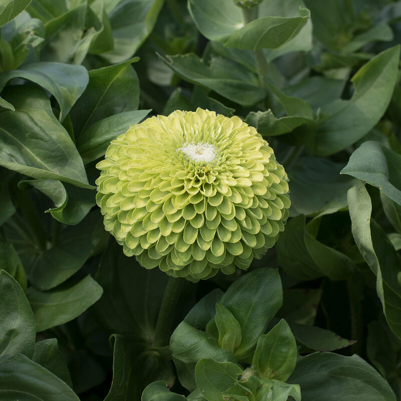 Zinnia- Benary's Giant Lime