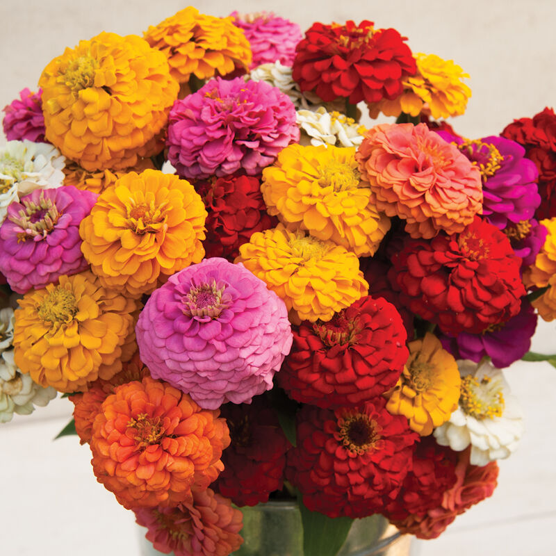Zinnia-Oklahoma Formula Mix