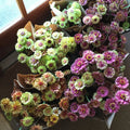 Zinnia-Queen Mix