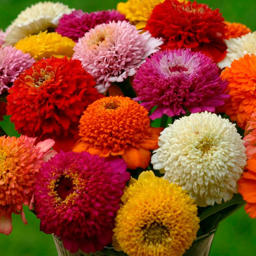 Zinnia-Zinderella Mix