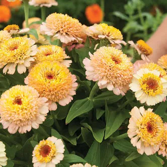 Zinnia-Zinderella Peach