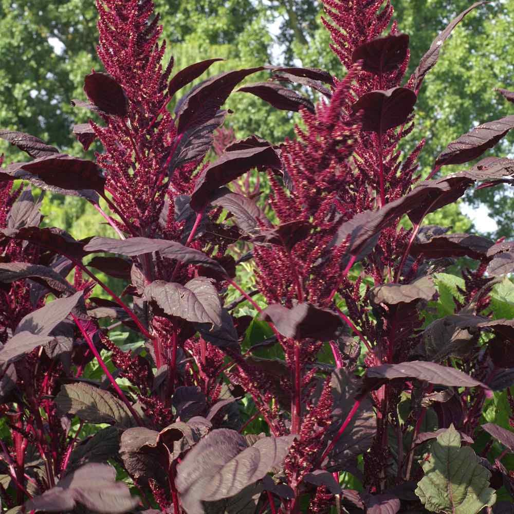 Henderson Haven Amaraunthus Red Spike