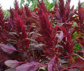 Henderson Haven Amaraunthus Red Spike