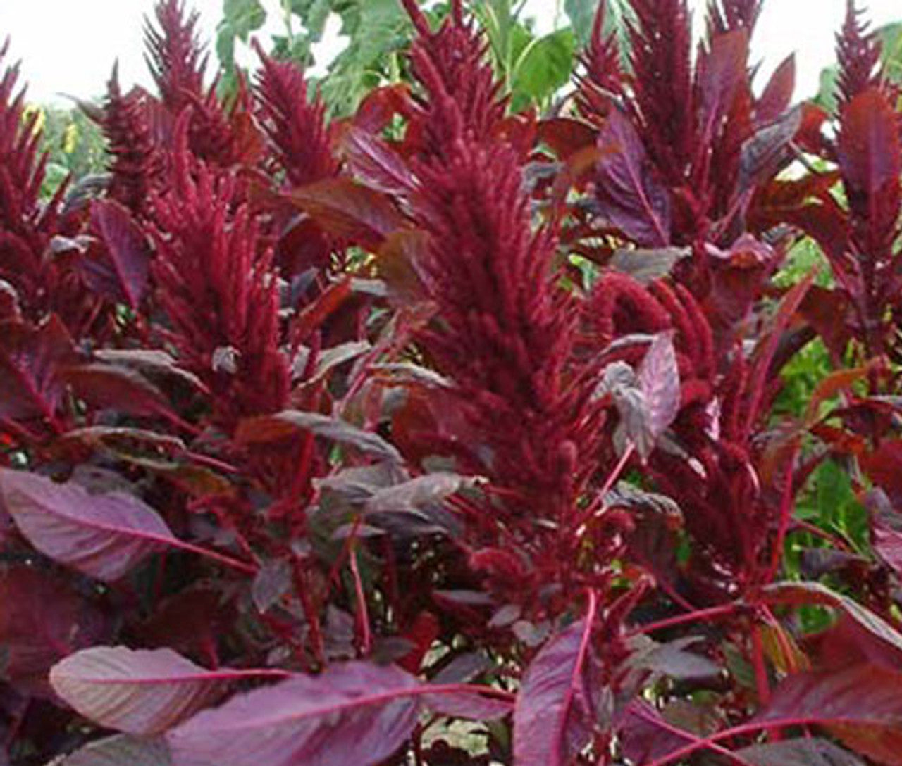 Henderson Haven Amaraunthus Red Spike