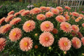 Aster Salmon Janina