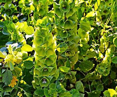 Henderson Haven Bells of Ireland