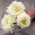 Marigold- Kilimanjaro White