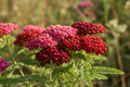 Yarrow Summer Berries