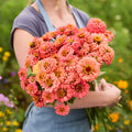 Zinnia-Benary Coral