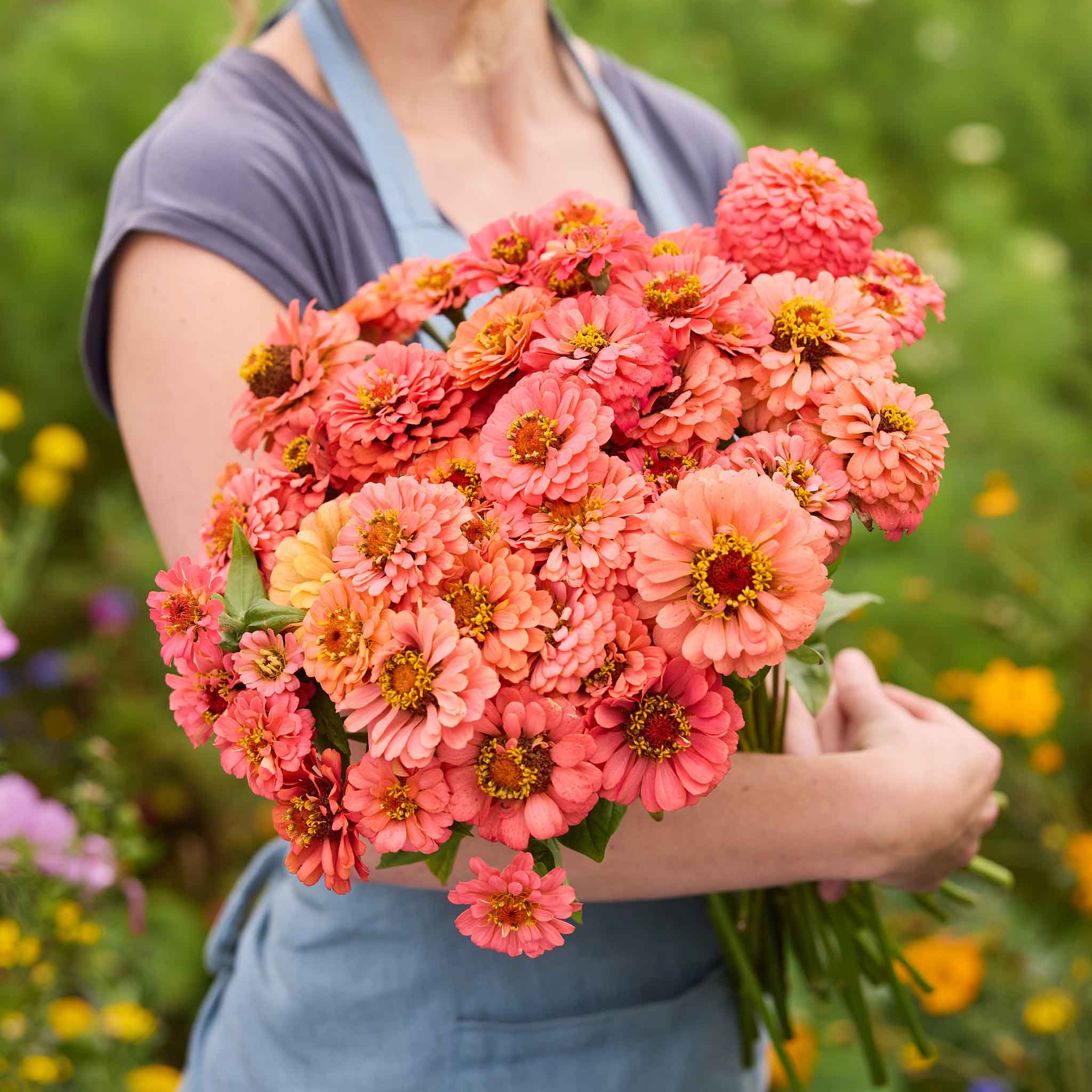 Zinnia-Benary Coral